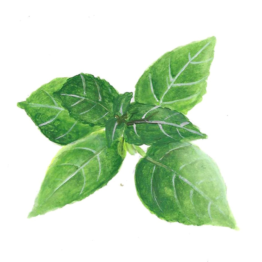 BASIL (TROPICAL) ORGANIC