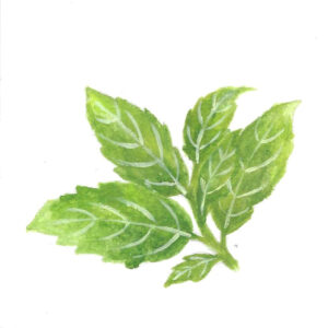 BASIL (TULSI) ORGANIC