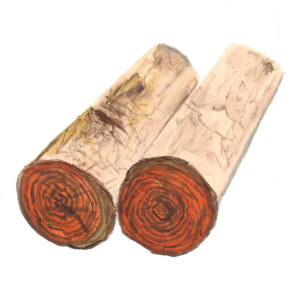 BOIS DE ROSE