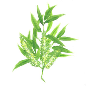 CAJEPUT ORGANIC