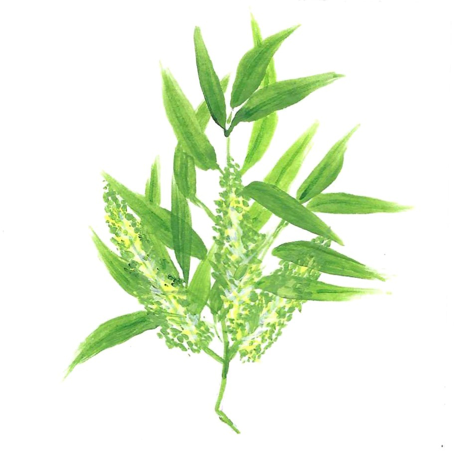 CAJEPUT ORGANIC
