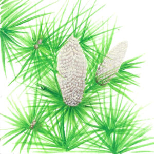 CEDARWOOD (HIMALAYAN)