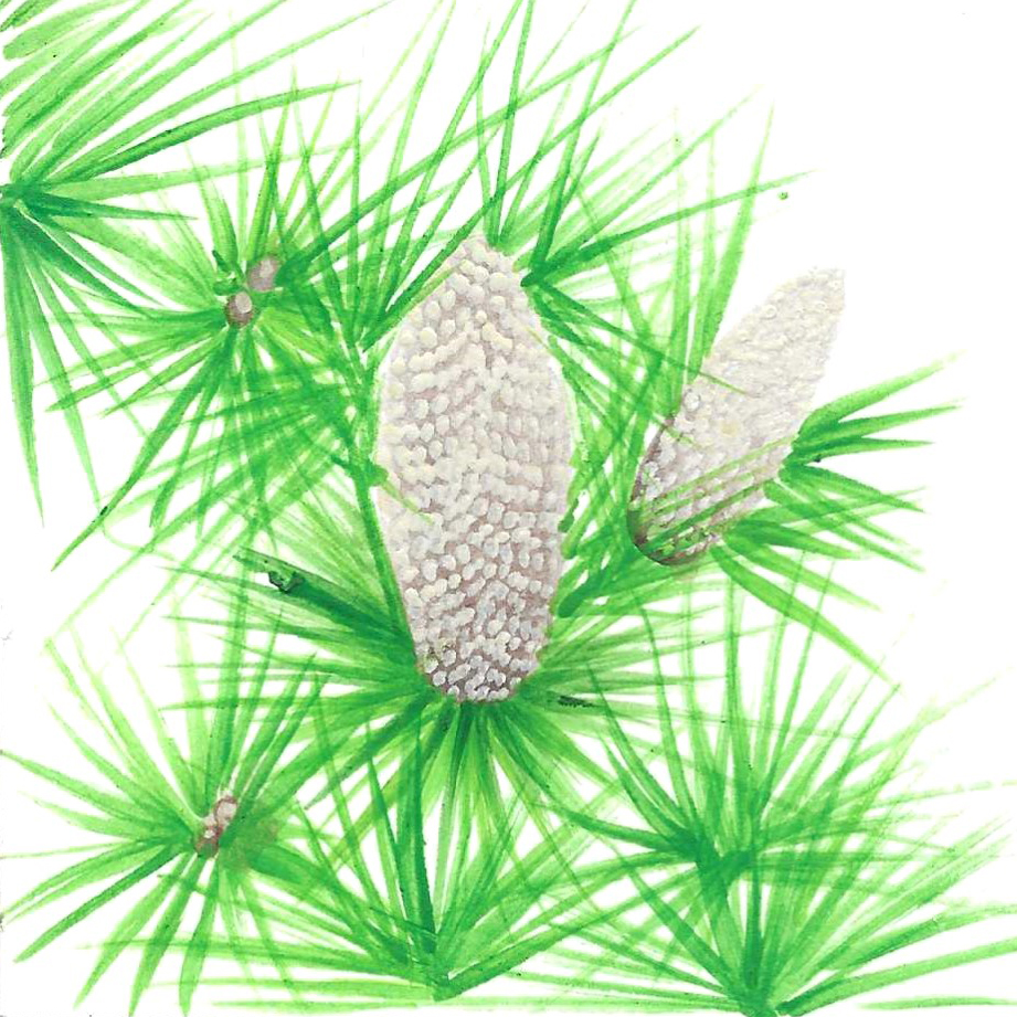 CEDARWOOD (HIMALAYAN)
