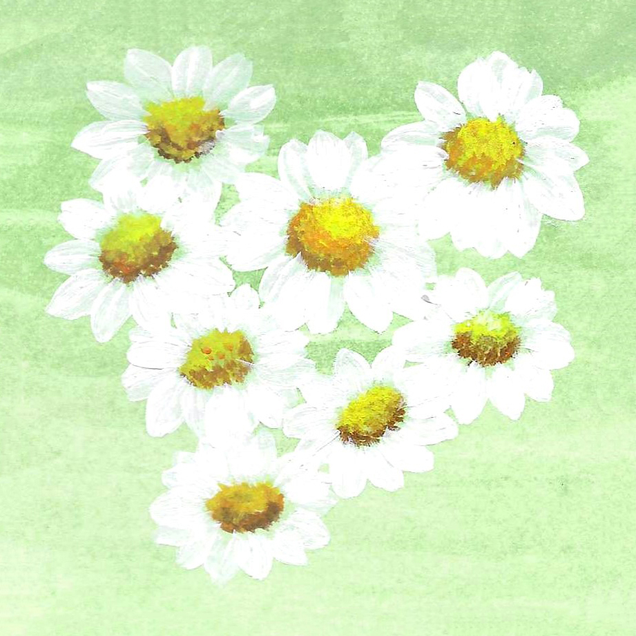 CHAMOMILE GERMAN