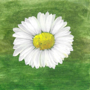 CHAMOMILE ROMAN/NOBLE