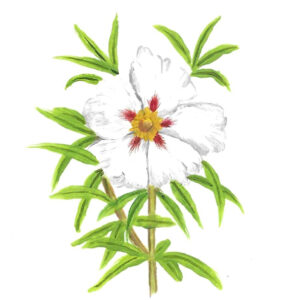 CISTUS