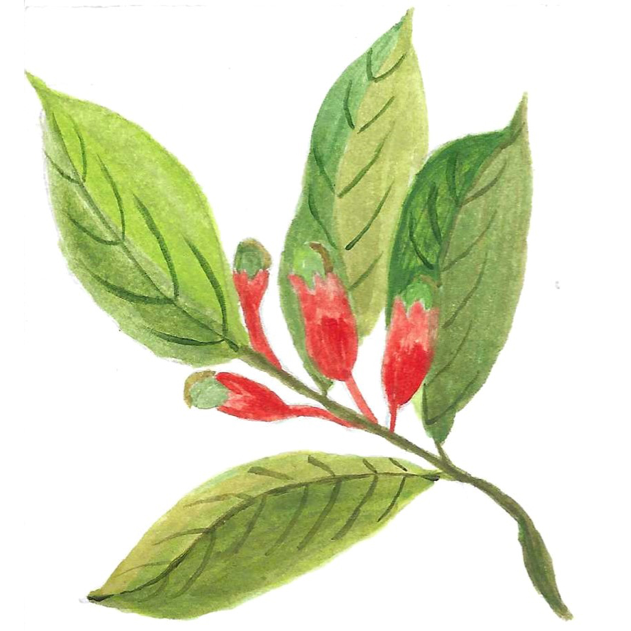 CLOVE ORGANIC