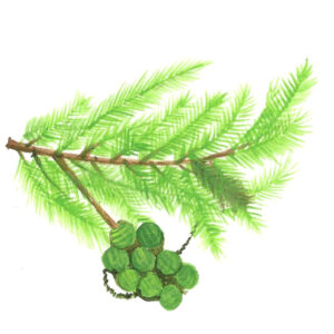 CYPRESS