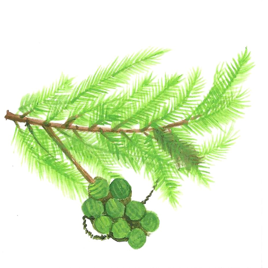 CYPRESS