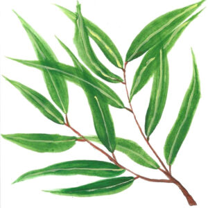 EUCALYPTUS CITRIODORA ORGANIC