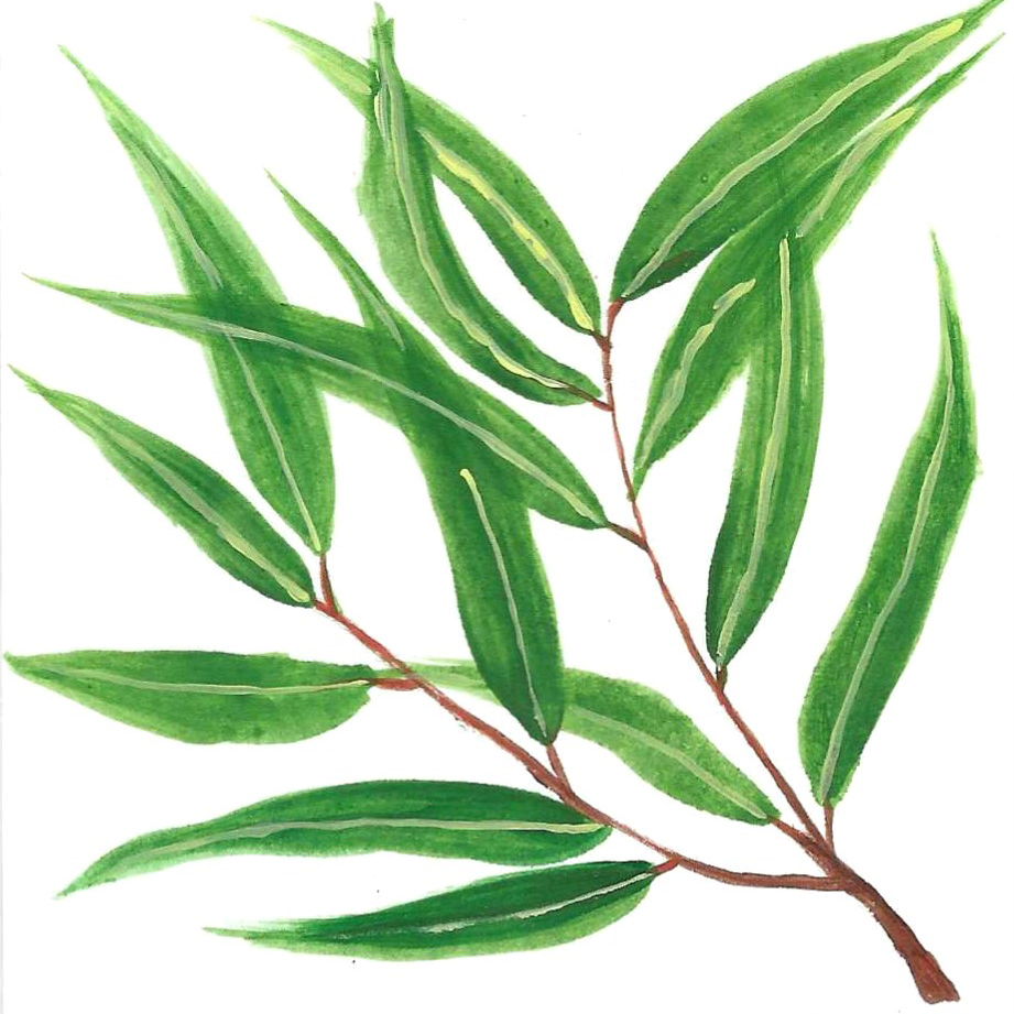 EUCALYPTUS CITRIODORA ORGANIC