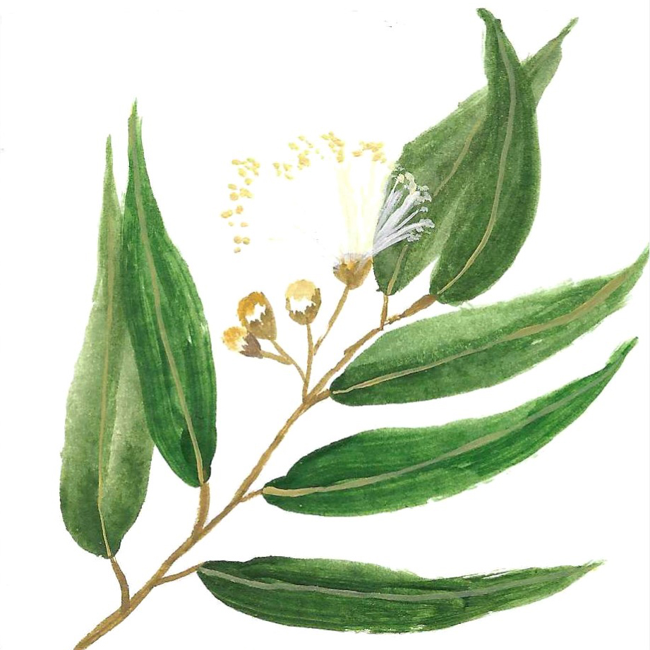 EUCALYPTUS GLOBULUS