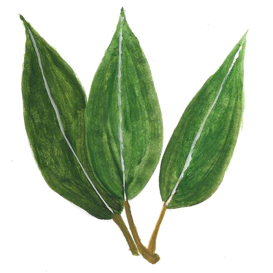 EUCALYPTUS RADIATA ORGANIC