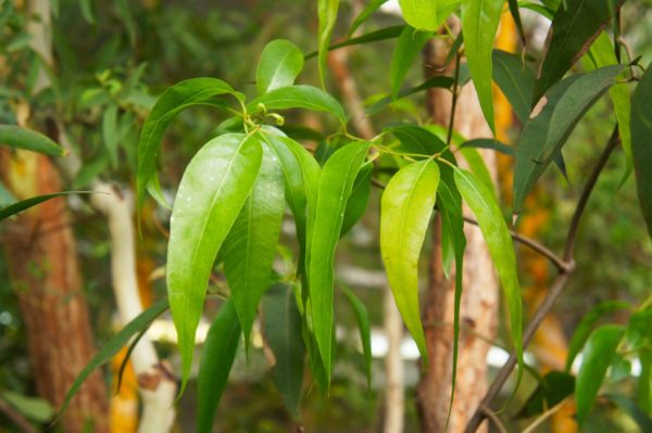 EUCALYPTUS RADIATA ORGANIC