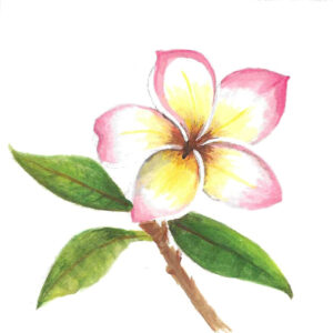 FRANGIPANI