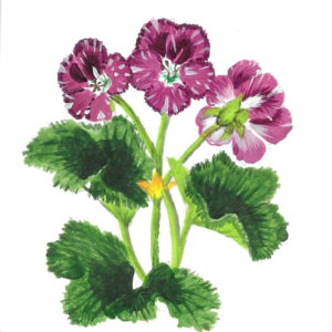 GERANIUM