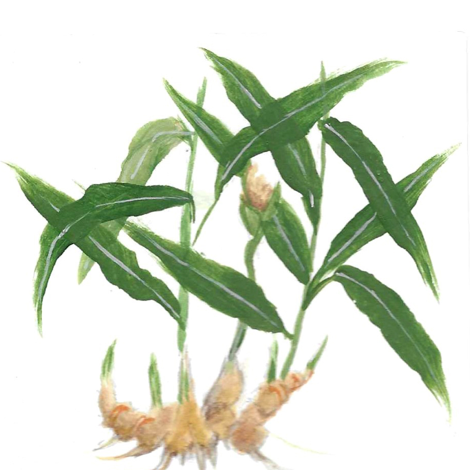 GINGER ORGANIC