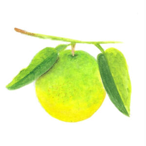 GRAPEFRUIT