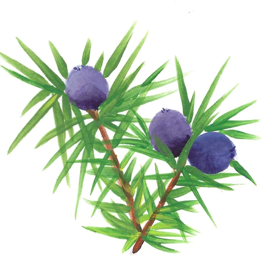 JUNIPER