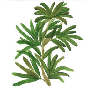 KUNZEA