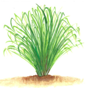 LEMONGRASS ORGANIC