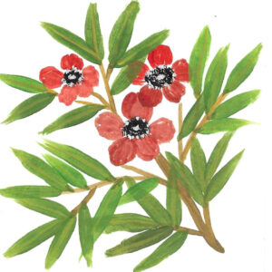 MANUKA
