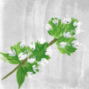 MARJORAM