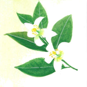 NEROLI ORGANIC