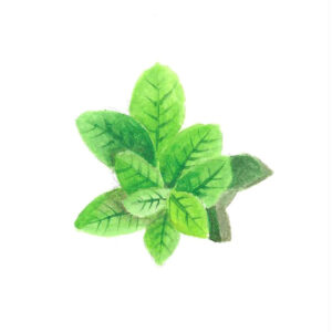OREGANO