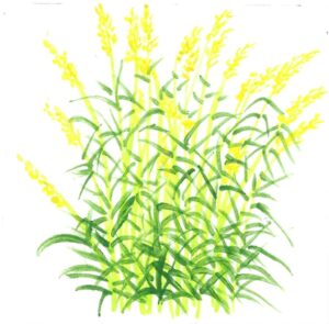 PALMAROSA