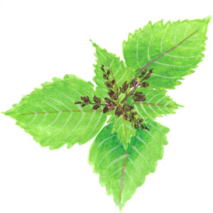 PATCHOULI   ORGANIC