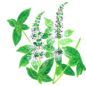 PEPPERMINT ORGANIC