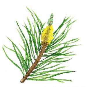 PINE