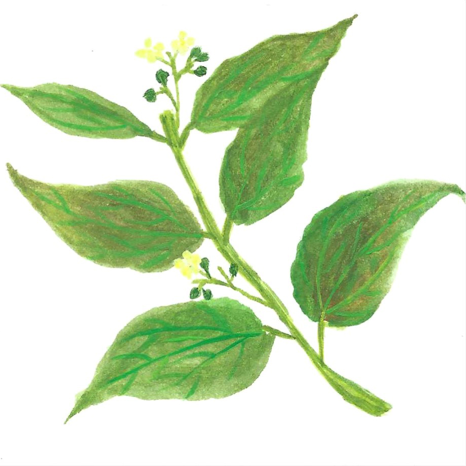 RAVINTSARA