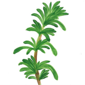 ROSEMARY