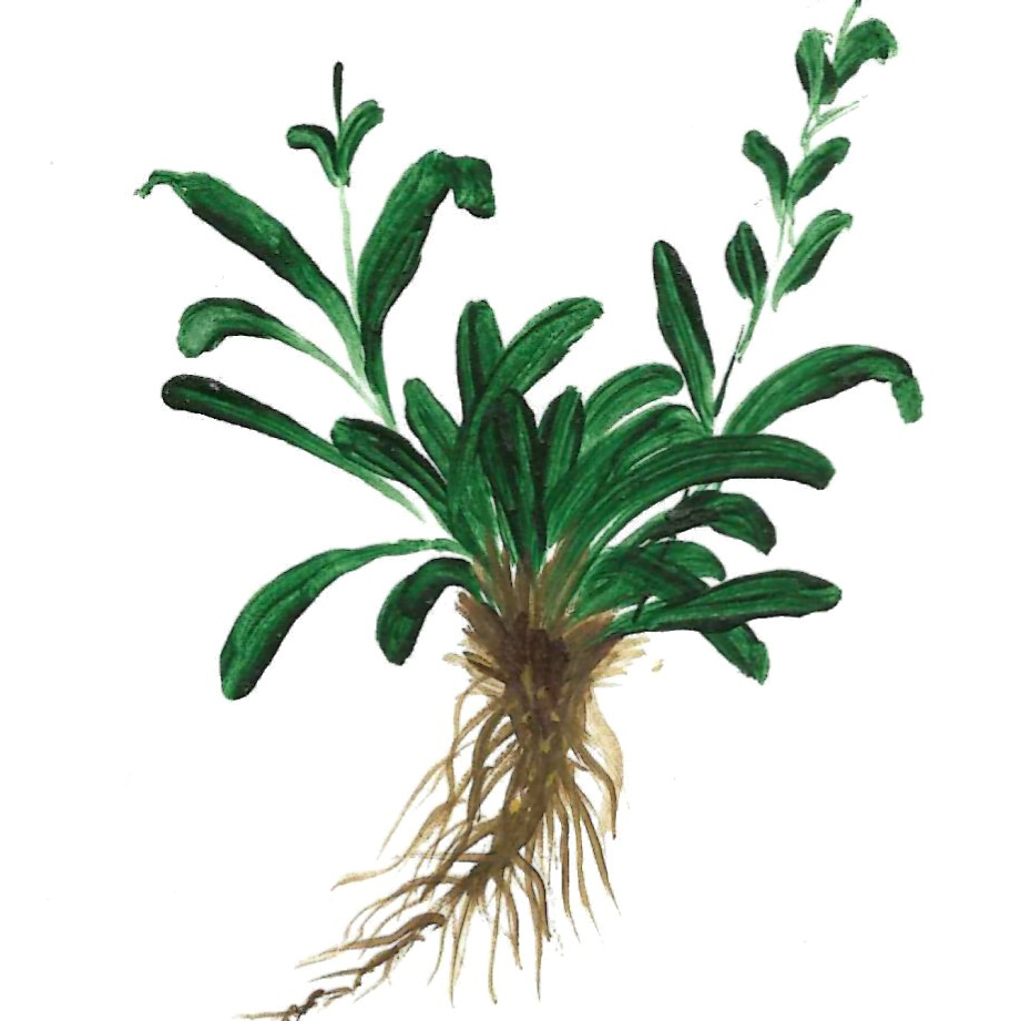 SPIKENARD