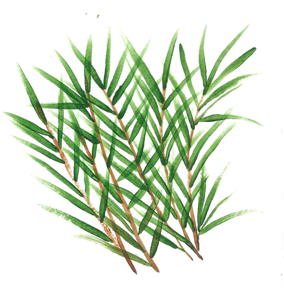 TEA TREE
