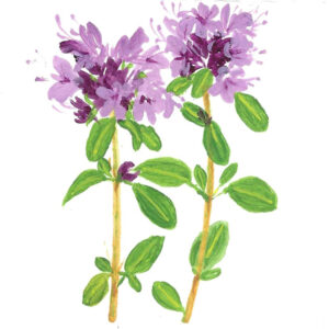 THYME ORGANIC