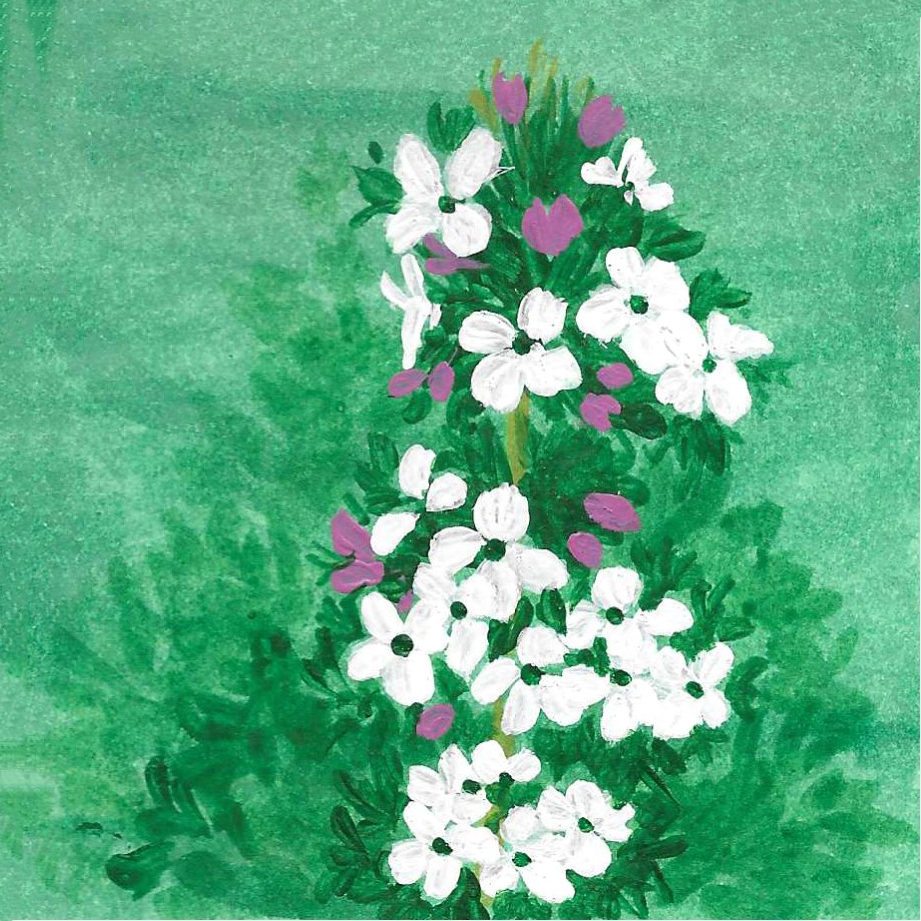 THYME THUJANOL