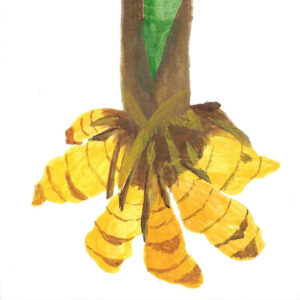 TURMERIC ORGANIC
