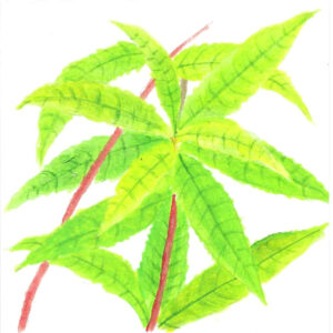 VERVEINE ODORANTE