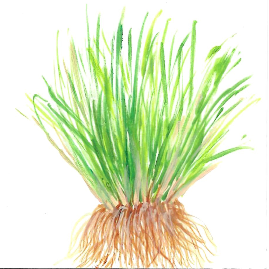 VETIVER ORGANIC