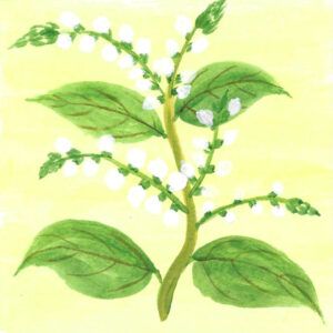 WINTERGREEN