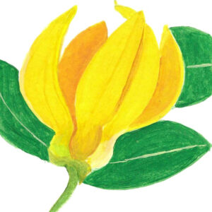 YLANG-YLANG