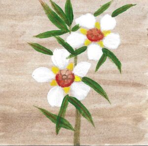 FRAGONIA