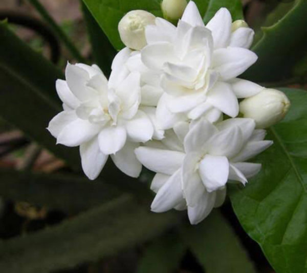 JASMINE