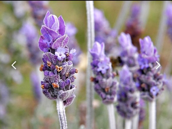 LAVENDER