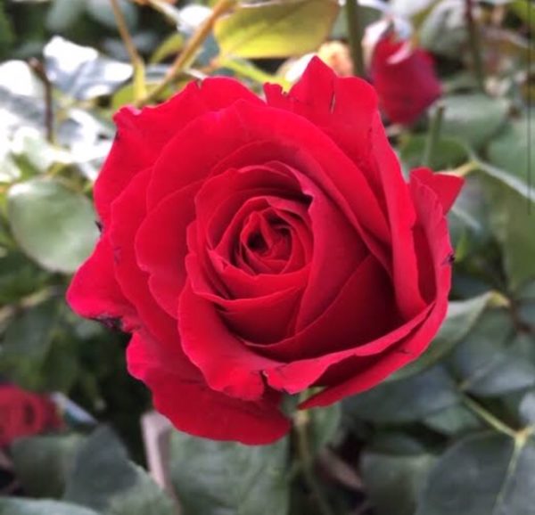 ROSE COLOGNE