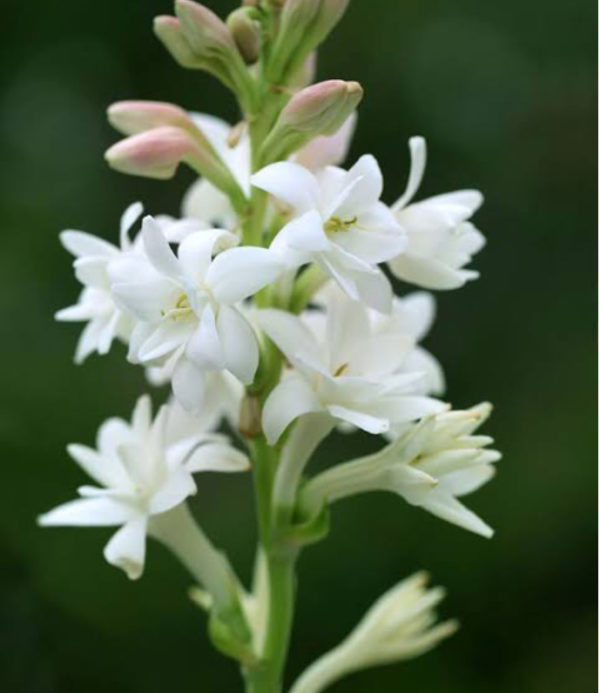 TUBEROSE