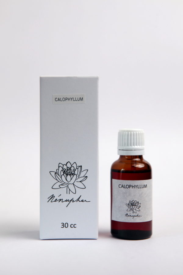 CALOPHYLLUM